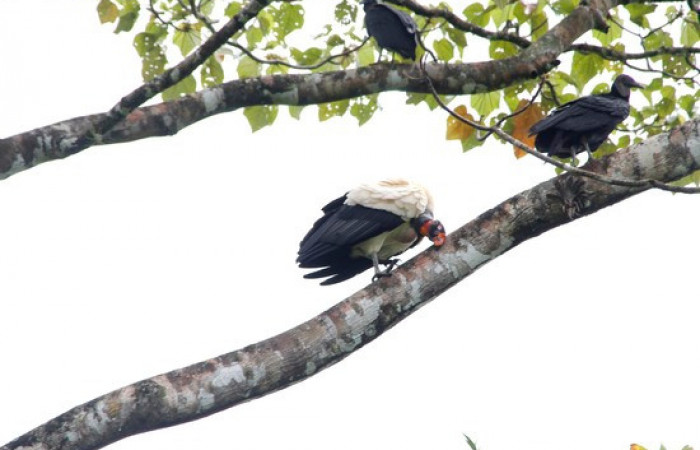Fig.12 <i>Sarcoramphus papa</i></i> familia (Cathartidae), y zopilotes negros <i>Coragyps atratus</i></i>. Foto,Pablo Umaña.