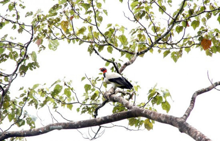 Fig.13 <i>Sarcoramphus papa</i></i> familia (Cathartidae). Foto,Pablo Umaña.