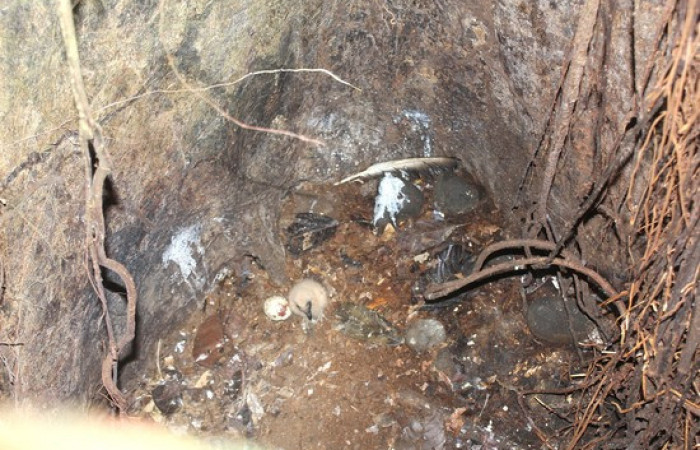 Fig.14 Polluelo <i> Coragyps atratus.</i></i> familia (Cathartidae), Foto. Jose Perez.