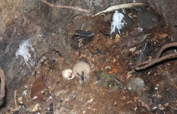 Fig.15 Polluelo <i>Coragyps atratus</i></i> familia (Cathartidae). Foto, Jose Perez.