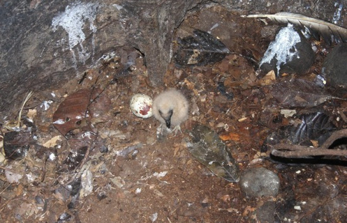 Fig.16 Polluelo <i>Coragyps atratus</i></i> familia (Cathartidae). Foto,Jose Perez.