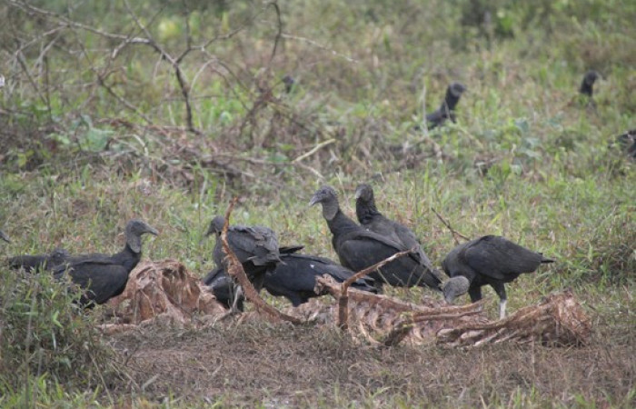 Fig.17 Grupo <i>Coragyps atratus</i></i> familia (Cathartidae). Foto, Pablo Umaña Calderón.