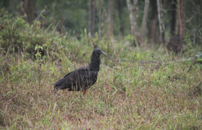 Fig.18 <i>Coragyps atratus</i></i> familia (Cathartidae). Foto,Pablo Umaña Calderón.