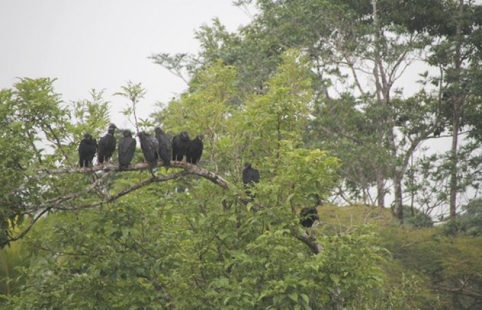 Fig.19 Grupo <i>Coragyps atratus</i></i> familia (Cathartidae), Foto, Pablo Umaña Calderón.