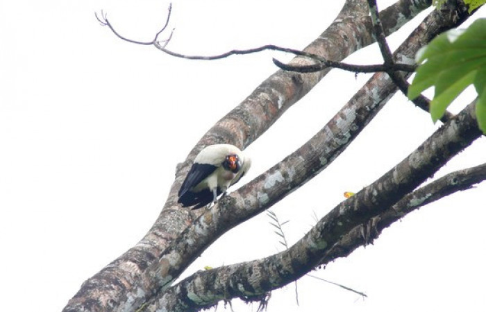 Fig.2 <i>Sarcoramphus papa</i></i> familia (Cathartidae). Foto, Pablo Umaña.