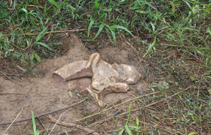 Fig.20  Restos de la piel de una res, fue alimentación de <i>Coragyps atratus</i></i>,  familia (Cathartidae). Foto,  Pablo Umaña Calderón.