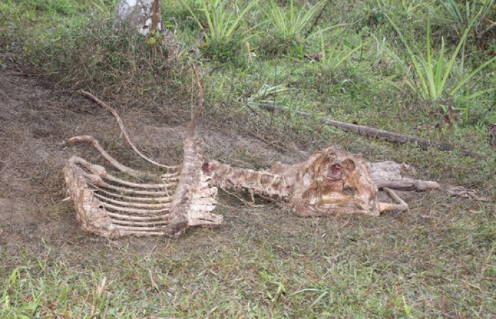 Fig.21 Huesos de una res, fue alimentación de <i>Coragyps atratus.</i></i> familia (Cathartidae). Foto,Pablo Umaña Calderón.