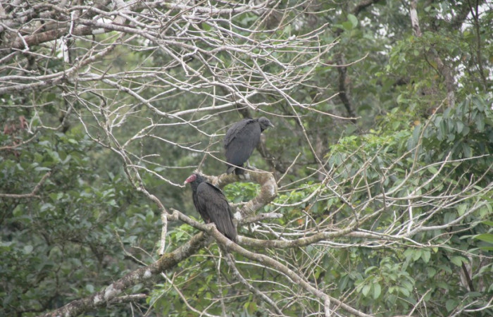 Fig.22 Zopilote cabecirojo, <i>Cathartes aura</i></i>, junto a Zopilote negro <i>Coragyps atratus</i></i>. Foto, Pablo Umaña Calderón.