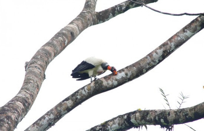 Fig.3 <i>Sarcoramphus papa</i></i> familia (Cathartidae). Foto,Pablo Umaña.