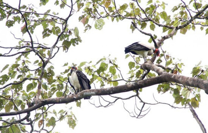 Fig.4 <i>Sarcoramphus papa</i></i> familia (Cathartidae). Foto,Pablo Umaña.