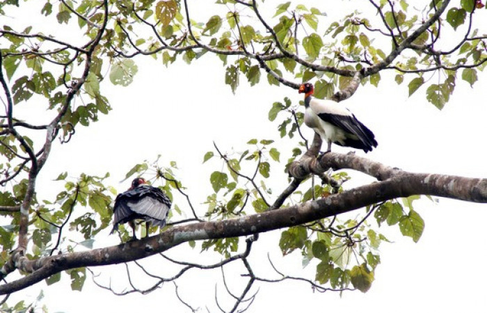 Fig.5 <i>Sarcoramphus papa</i></i> familia (Cathartidae), junto a un zopilote cabeciroja <i>Cathartes aura</i></i>. Foto,Pablo Umaña.