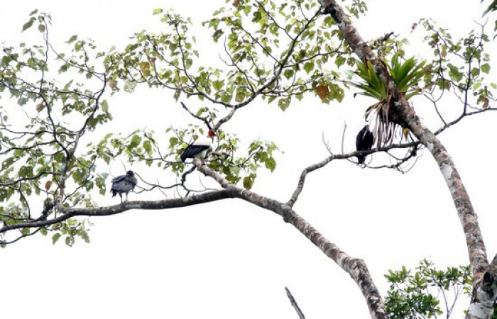 Fig.6 <i>Sarcoramphus papa</i></i> familia (Cathartidae): foto tomada por Pablo Umaña Calderón.