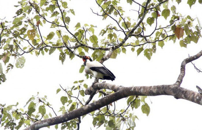 Fig.7 <i>Sarcoramphus papa</i></i> familia (Cathartidae). Foto,Pablo Umaña.