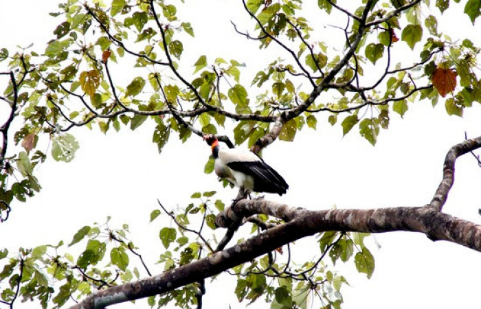 Fig.8 <i>Sarcoramphus papa</i></i> familia (Cathartidae. Foto,Pablo Umaña.