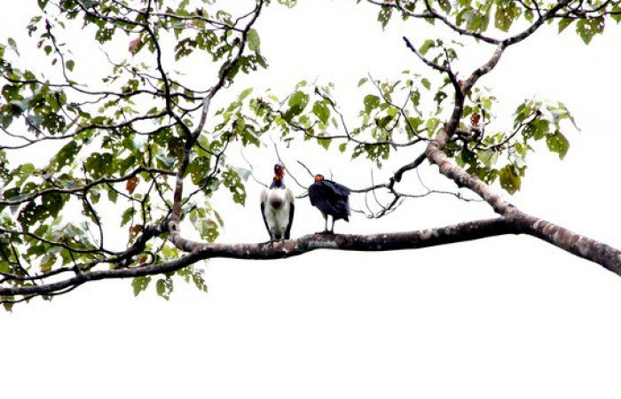Fig.9 <i>Sarcoramphus papa</i></i> familia (Cathartidae), junto a un zopilote cabeciroja <i>Cathartes aura</i></i>. Foto, Pablo Umaña Calderón.