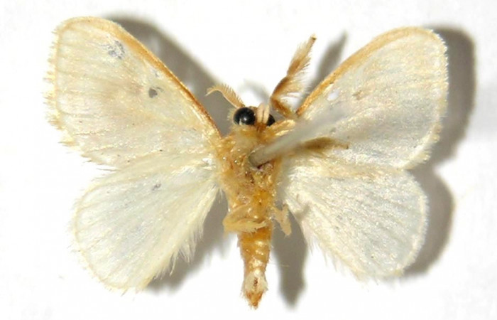 Fig. 19. Adulto <i>Dalcerides</i></i> sofiaDHJ01, vista ventral mide en alas abiertas 15 mm (Macho)
Voucher 00-SRNP-3346-DHJ329713