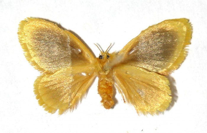 Fig. 17. Adulto <i>Dalcerides</i></i> mesoaDHJ02, vista ventral mide en alas abiertas 20 mm (hembra)
Voucher 02-SRNP-23135-DHJ329763