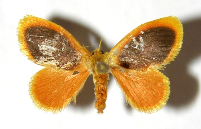 Fig 12. Adulto <i>Dalcerides gugelmanni</i></i>, vista dorsal en alas abiertas mide 18 mm.
Voucher 04-SRNP-1056-DHJ329754