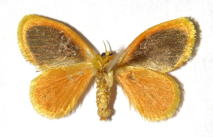 Fig 13. Adulto <i>Dalcerides gugelmanni</i></i>, vista ventral, mide en alas abiertas 18 mm.
Voucher 04-SRNP-1056-DHJ329755