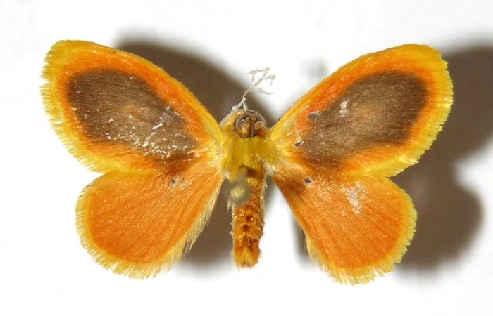 Fig 10. Adulto <i>Dalcerides gugelmanni</i></i>, vista dorsal en alas abiertas mide 19 mm (hembra). 
Voucher 04-SRNP-1059-DHJ329752