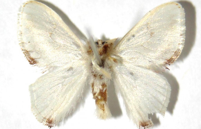 Fig. 21. Adulto <i>Dalcerides</i></i> albaDHJ02, vista ventral mide en alas abiertas 19 mm (Macho) 
Voucher 05-SRNP-7173-DHJ329719