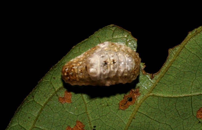 Fig. 1. Larva <i>Dalcerides gugelmanni</i></i>, en último estadio, con una medida de 9 mm largo comiendo <i>Mimosa watsonii</i></i>. Sector Pitilla. Voucher 06-SRNP-33734-DHJ416319.jpg