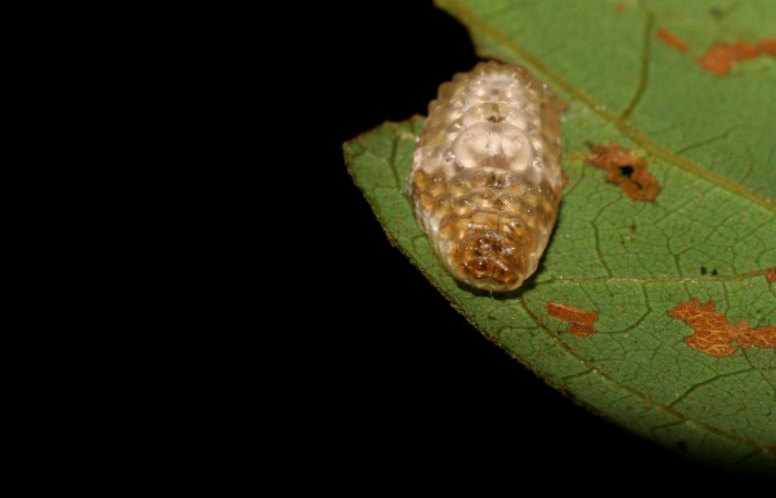 Fig. 2. Larva <i>Dalcerides gugelmann</i></i>i, en último estadio, con una medida de 9 mm largo comiendo <i>Mimosa watsonii</i></i>; Sector Pitilla. 
Voucher 06-SRNP-33734-DHJ416320.jpg