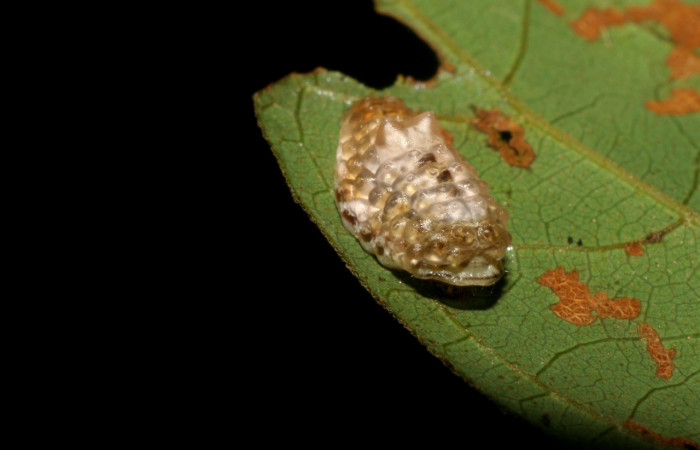 Fig.3. Larva <i>Dalcerides gugelmanni</i></i>, en último estadio, con una medida de 9 mm largo comiendo <i>Mimosa watsonii</i></i>; Sector Pitilla. 
Voucher 06-SRNP-33734-DHJ416323.jpg