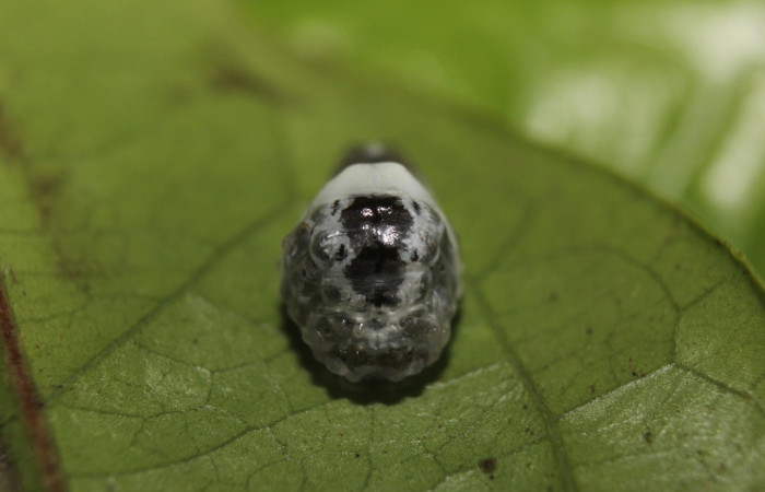 Fig. 5. Prepupa <i>Dalcerides gugelmanni</i></i>, en último estadio, mide 6 mm de largo; Estación Biológica Quica. Voucher 14-SRNP-71395-DHJ723602.jpg.