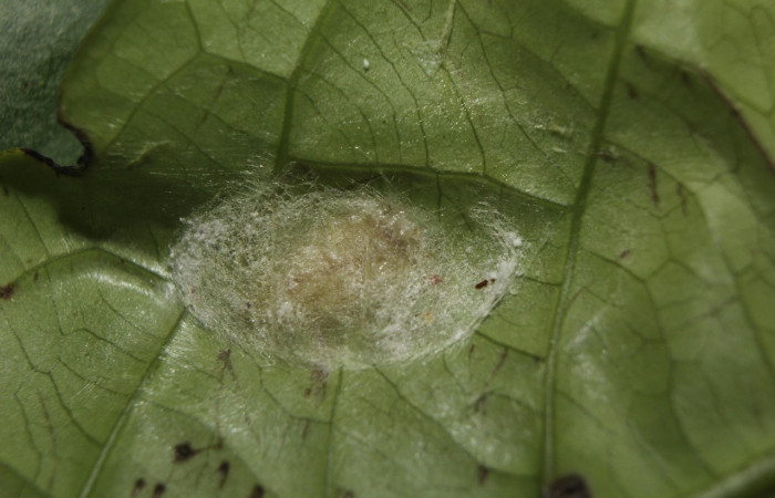 Fig. 6. Prepupa <i>Dalcerides gugelmanni</i></i>, en último estadio, con una medida de 6 mm largo, datos de la imagen 07/30/2014. Estación Biológica Quica. Voucher  14-SRNP-71395-DHJ723659.jpg.