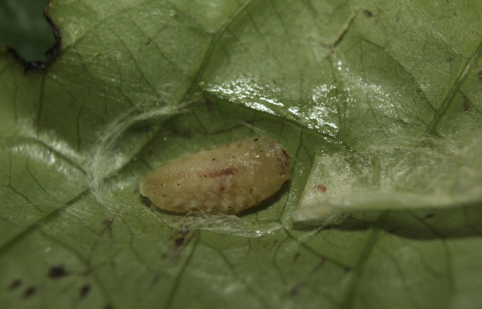 Fig. 7. Prepupa <i>Dalcerides gugelmanni</i></i>, en último estadio, con una medida de 6 mm largo, datos de la imagen 07/26/2014. Estación Biológica Quica
Voucher  14-SRNP-71395-DHJ723660.jpg