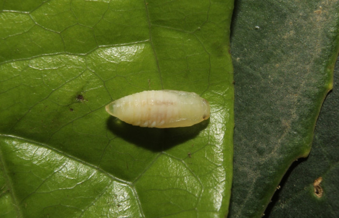 Fig 8. Pupa <i>Dalcerides gugelmanni</i></i>, de 5 mm de largo, imagen del Sector Quica.
Voucher 14-SRNP-71395-DHJ723733.jpg