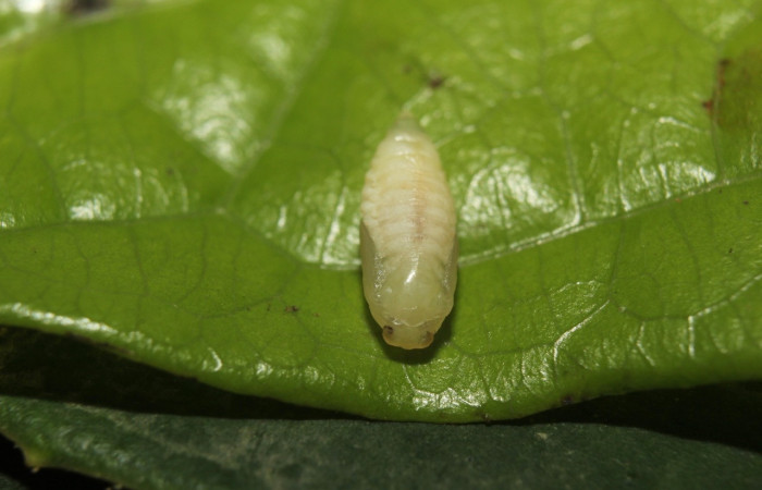 Fig 9. Pupa <i>Dalcerides gugelmanni</i></i>, de 5 mm de largo, imagen del Sector Quica.
Voucher 14-SRNP-71395-DHJ723734.jpg
