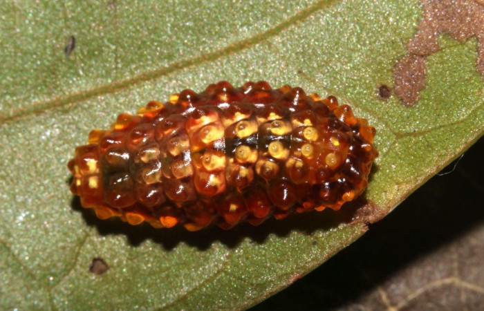 Fig. 16. Larva <i>Dalcerides</i></i> mesoaDHJ02, vista dorsal entero, en último estadio, medida de 11mm de largo. Voucher 17-SRNP-31967-DHJ739835.jpg.