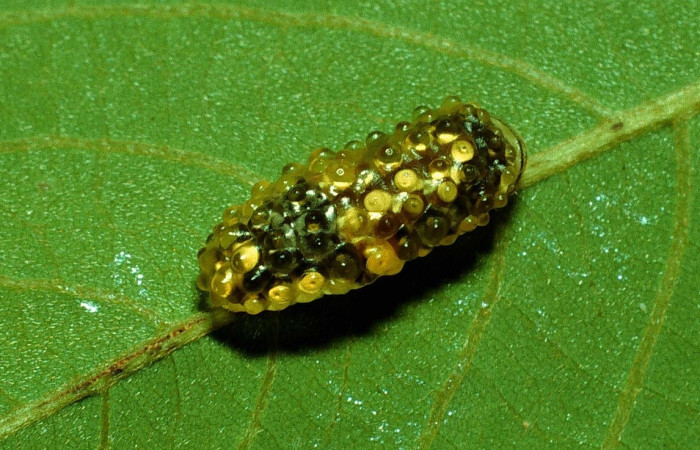 Fig. 20. Larva <i>Dalcerides alba</i></i>, vista dorsal entero,en ultimo estadio, imagen de Santa Rosa.
Voucher 92-SRNP-3711-DHJ16231.jpg