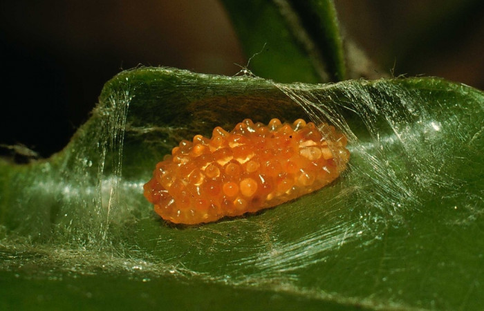  Fig. 18. Larva <i>Dalcerides</i></i> sofiaDHJ01, vista dorsal entero,en ultimo estadio, imagen de Santa Rosa.
Voucher 94-SRNP-8518-DHJ27098.jpg