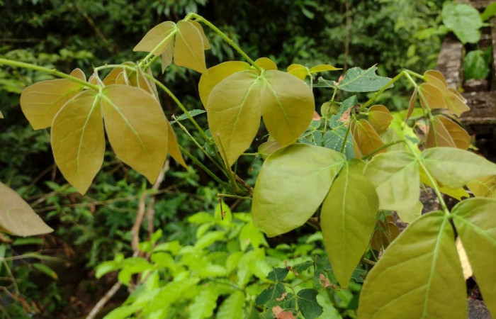 Fig 4. <i>Mimosa watsonii</i></i>
; familia (Fabaceae), planta hospedera de dos metros de altura, de larva <i>Dalcerides gugelmanni</i></i>, familia (Dalceridae), creciendo en Estación Llanura, Foto, Cirilo Umaña, 04/13/2023.