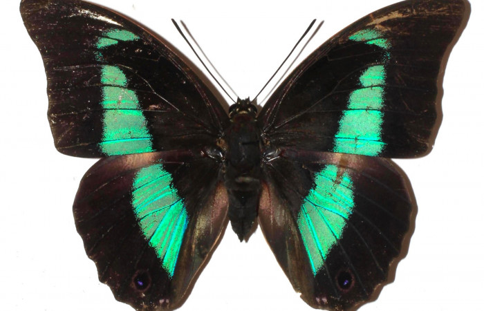 Fig.1. Adulto de <i>Prepona dexamenus</i></i>. Hembra en posición dorsal, mide 87 milímetros de longitud con alas extendidas. Voucher : 16-SRNP-31662-DHJ925558.jpg.