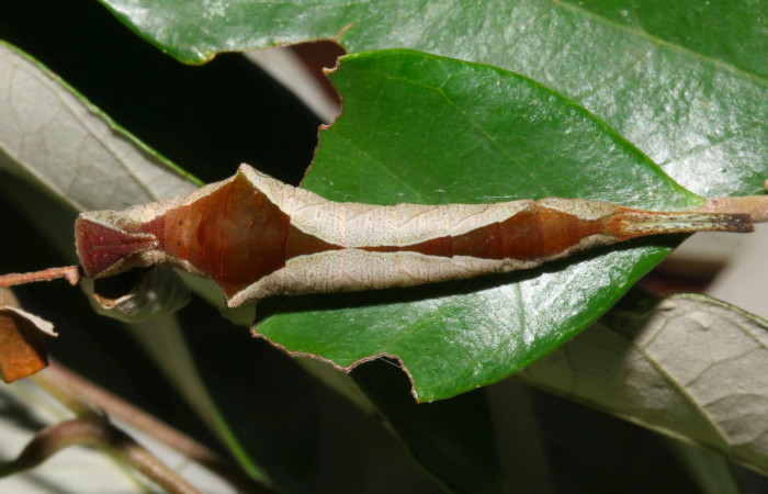 Fig.10. Larva de <i>Prepona dexamenus </i></i>en posición dorsal, mide 35 milímetros de longitud. Voucher : 16-SRNP-31454-DHJ735325.jpg.
