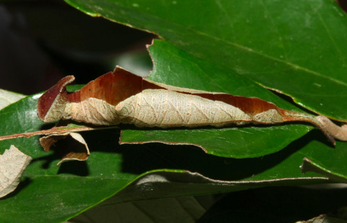 Fig.11. Larva de <i>Prepona dexamenus</i></i> en posición lateral, mide 35 milímetros de longitud. Voucher : 16-SRNP-31454-DHJ735326.jpg.