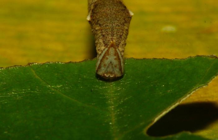 Fig.12. Mostrando cabeza de <i>Prepona dexamenu</i></i>s en posición frontal, mide 12 milímetros de longitud. Voucher : 16-SRNP-30661-DHJ729746.jpg.