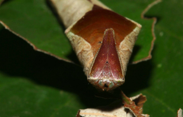 Fig.13. Mostrando cabeza de <i>Prepona dexamenus</i></i> en posición frontal, mide 8 milímetros de longitud. Voucher : 16-SRNP-31454-DHJ735327.jpg.