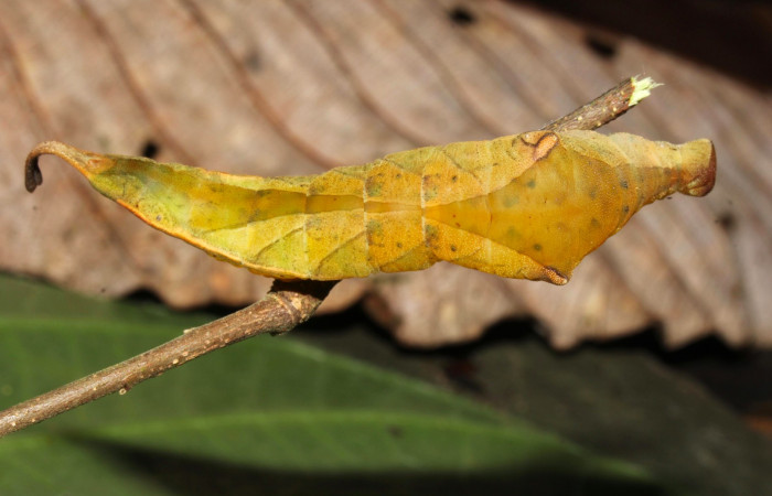 Fig.14. Larva de <i>Prepona dexamenus</i></i> en posición dorsal, mide 72 milímetros de longitud. Voucher : 16-SRNP-31421-DHJ735714.jpg.