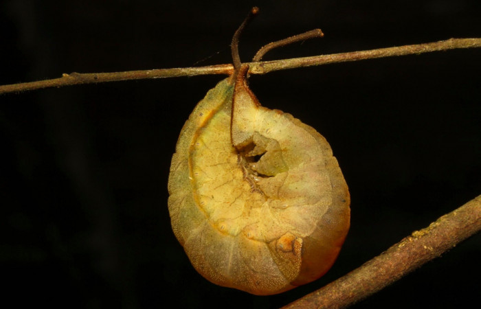 Fig.15. Prepupa de<i> Prepona dexamenus</i></i> en posición lateral, mide 30 milímetros de longitud. Voucher : 16-SRNP-30682-DHJ735008.jpg.