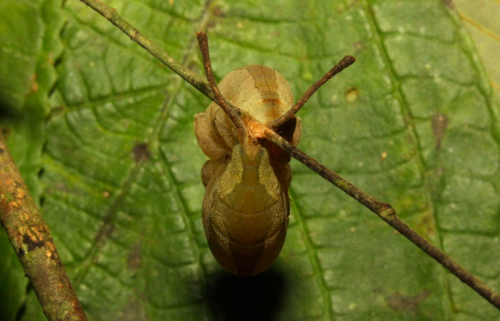 Fig.16. Prepupa de <i>Prepona dexamenus</i></i>en posición lateral, mide 30 milímetros de longitud. Voucher : 16-SRNP-30682-DHJ735011.jpg.