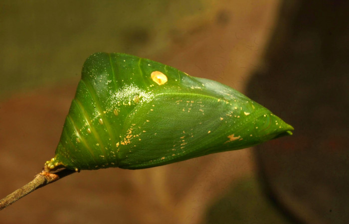 Fig.18. Larva de <i>Prepona dexamenus</i></i> en posición lateral, mide 33 milímetros de longitud. Voucher : 16-SRNP-30682-DHJ735182.jpg.