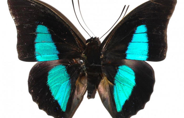 Fig.2. Adulto de <i>Prepona dexamenus</i></i>. Macho en posición dorsal, mide 73 milímetros de longitud con alas extendidas. Voucher : 16-SRNP-31454-DHJ925556.jpg.