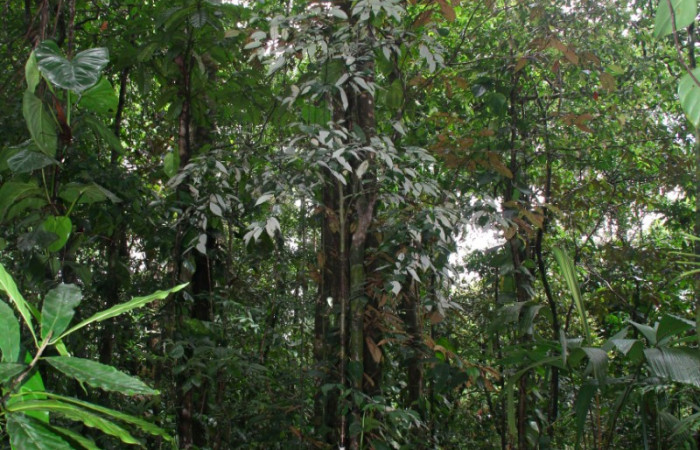 Fig.19. Planta hospedera de <i>Prepona dexamenus</i></i>, <i>Licania hypoleuca</i></i> (Chrysobalanaceae)