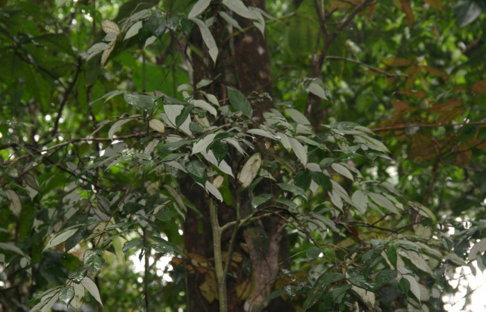 Fig.20. Mostrando ramas de <i>Licania hypoleuca </i></i>(Chrysobalanaceae), planta hospedera de <i>Prepona dexamenus</i></i>.