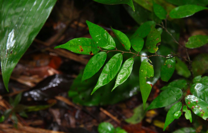Fig.21. Mostrando hojas de <i>Licania hypoleuca</i></i> (Chrysobalanaceae), planta hospedera de <i>Prepona dexamenus</i></i>.